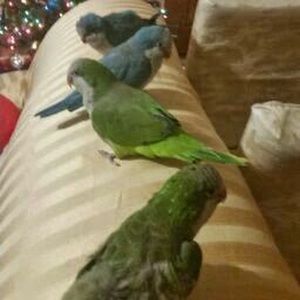 Meet your Posher, Irma